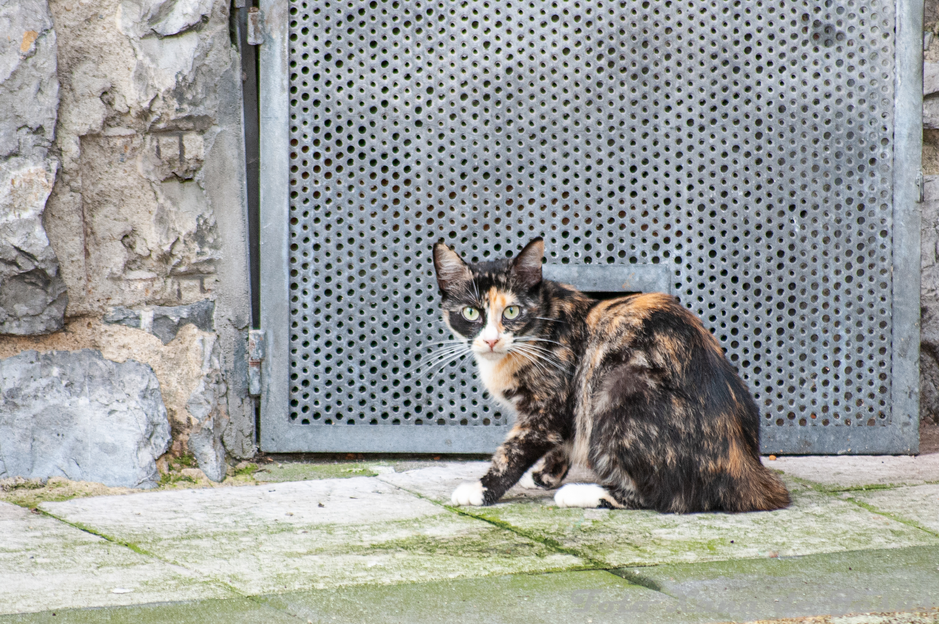 Gato Tigre