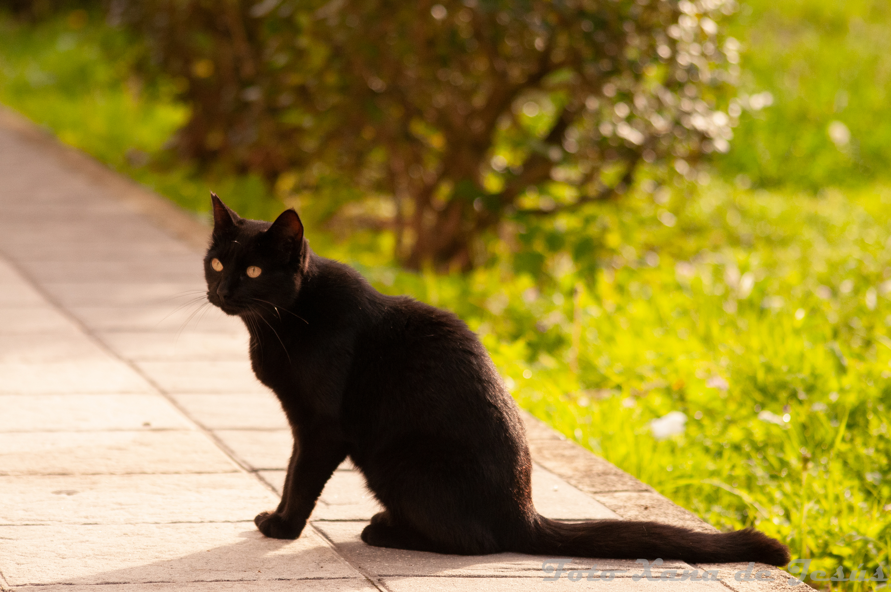 Gata Luna